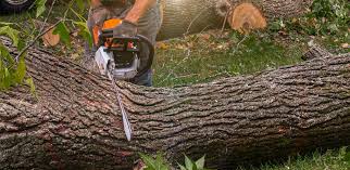 Best Tree Removal  in Demopolis, AL