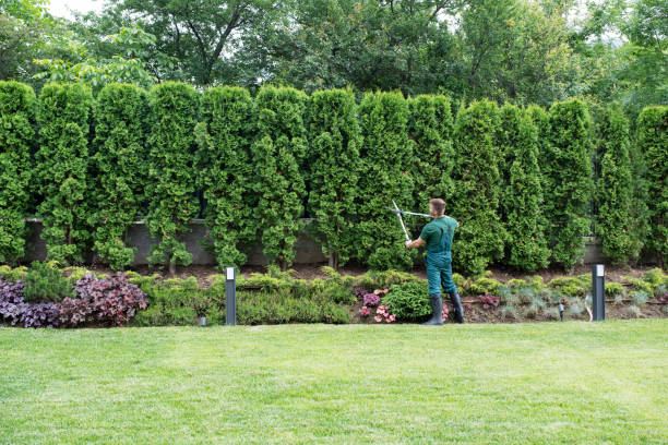 Lawn Renovation and Restoration in Demopolis, AL