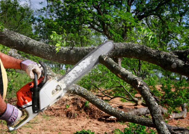 Lawn Irrigation Installation and Maintenance in Demopolis, AL